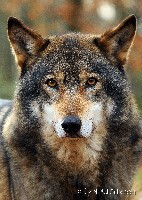 Sibirische Wölfe